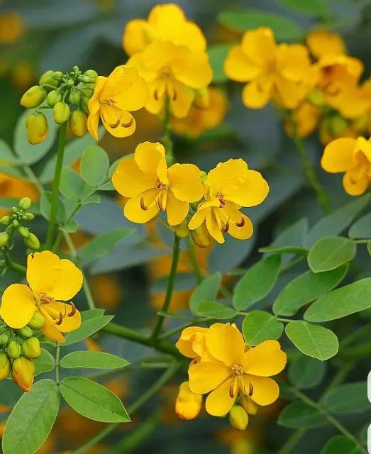 avaram Flowers2.webp