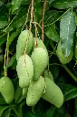 Mango en el árbol _ Foto Premium.webp