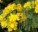 avaram Flowers1.webp