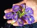 Sangupoo.webp