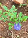 Sangupoo first plant1.webp