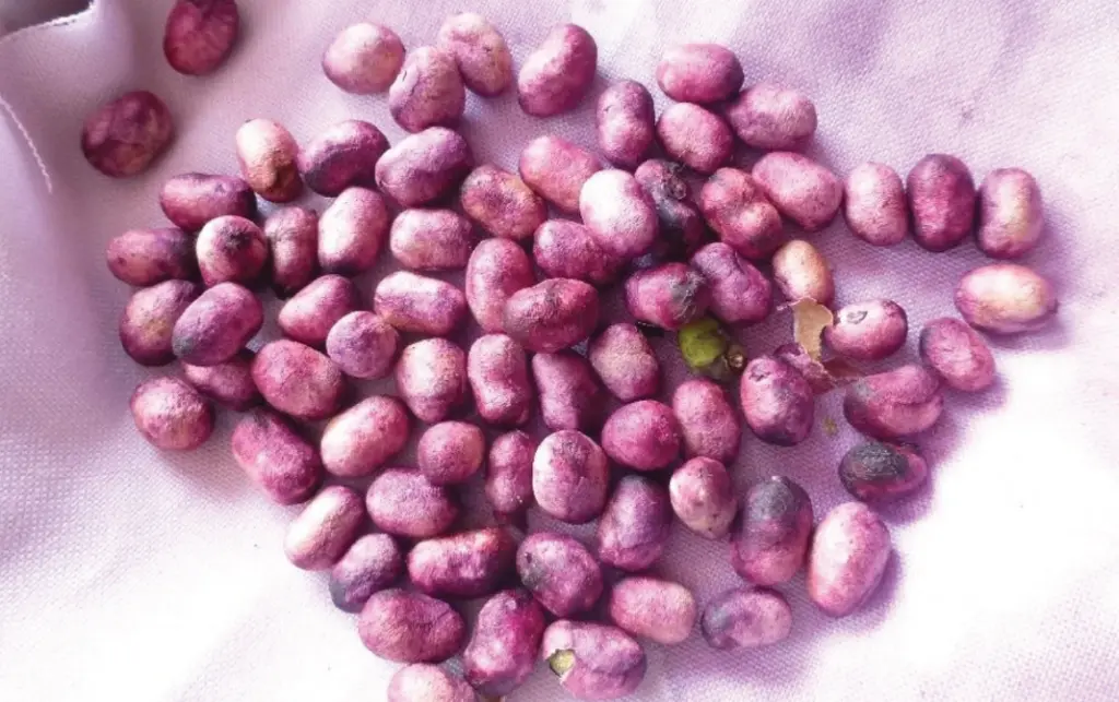 Jamun seeds.webp