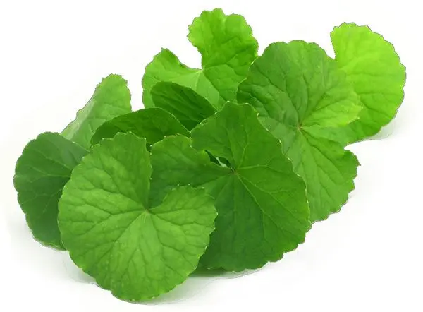 Vallarai Powder 50g