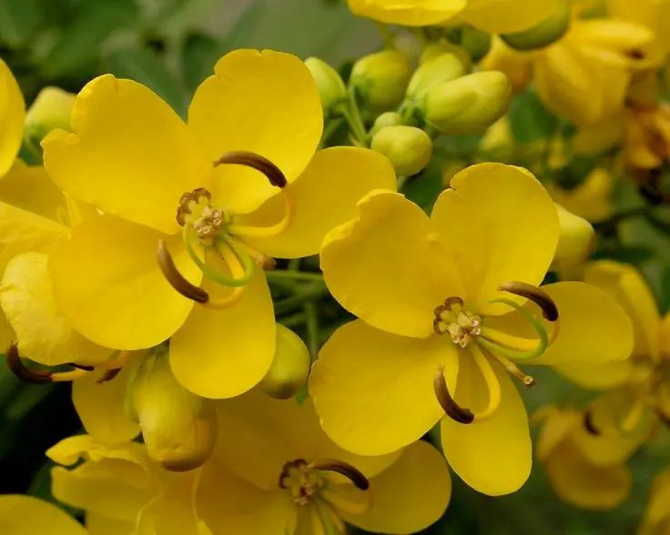 Aavaram Flower Powder 50g