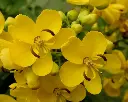 Aavaram Flower Powder 50g
