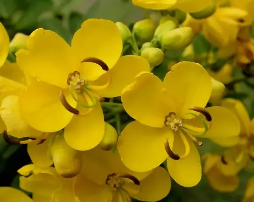 [AFP-001] Aavaram Flower Powder 50g