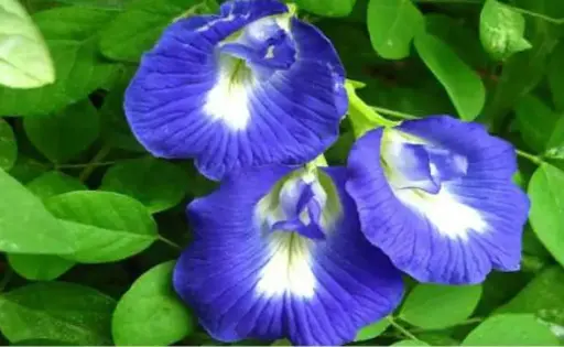[BFT-002] Butterfly Pea Tea 30g